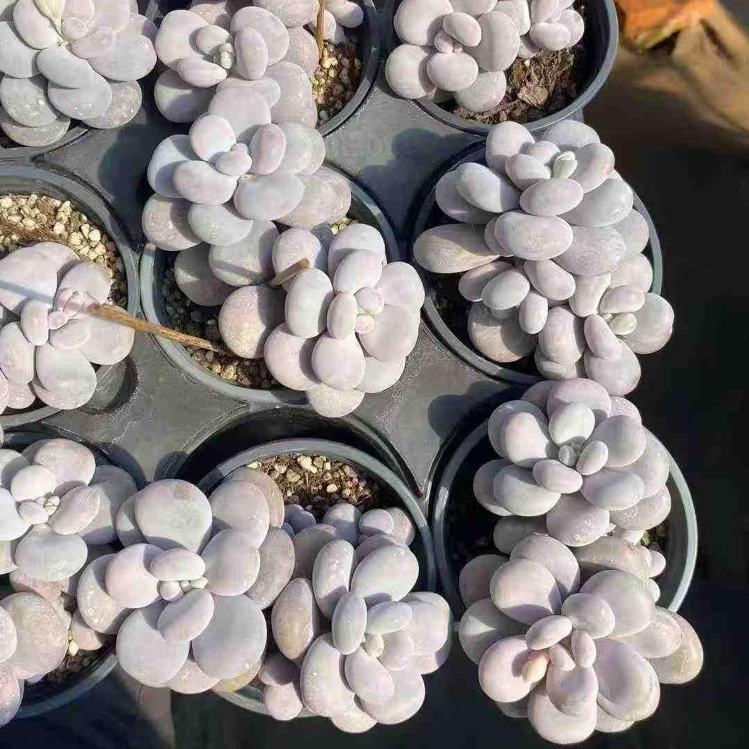 360016 オリジナルチーズ