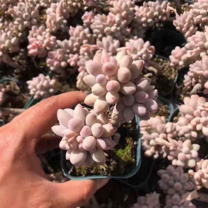 T26499 ベビーフィンガー