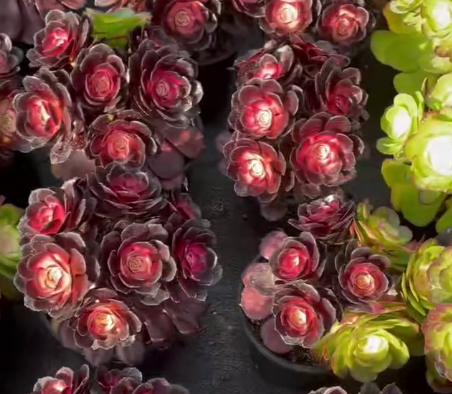 26546 ブラック　ビューティー薬錦