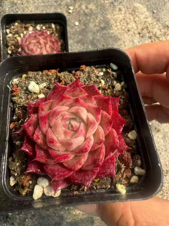 263171 リトルコンチhyb