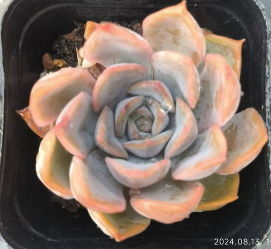 HC136 フィオナ(6.5cm pot)