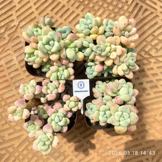 24135 クラバツム