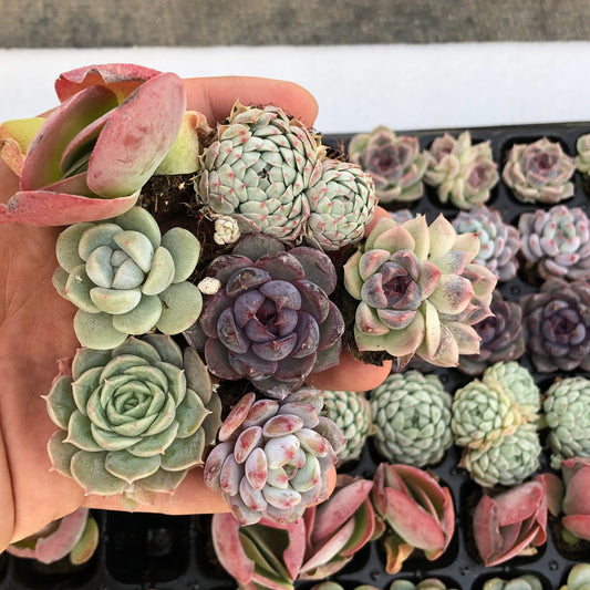 toppp-016 プラグトレー ミックス（3cm pot）