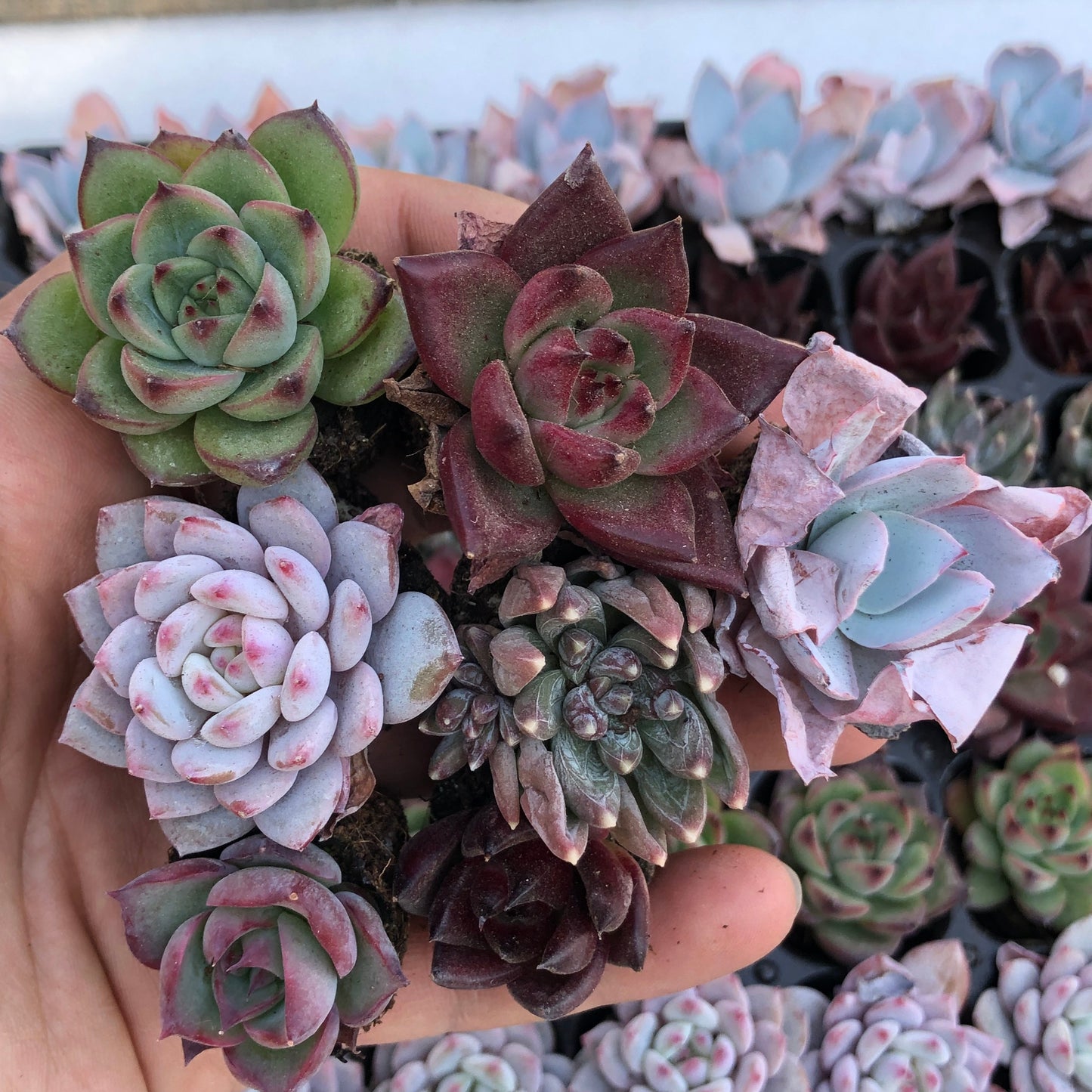 toppp-017 プラグトレー ミックス（3cm pot）