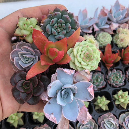 toppp-018 プラグトレー ミックス（3cm pot）