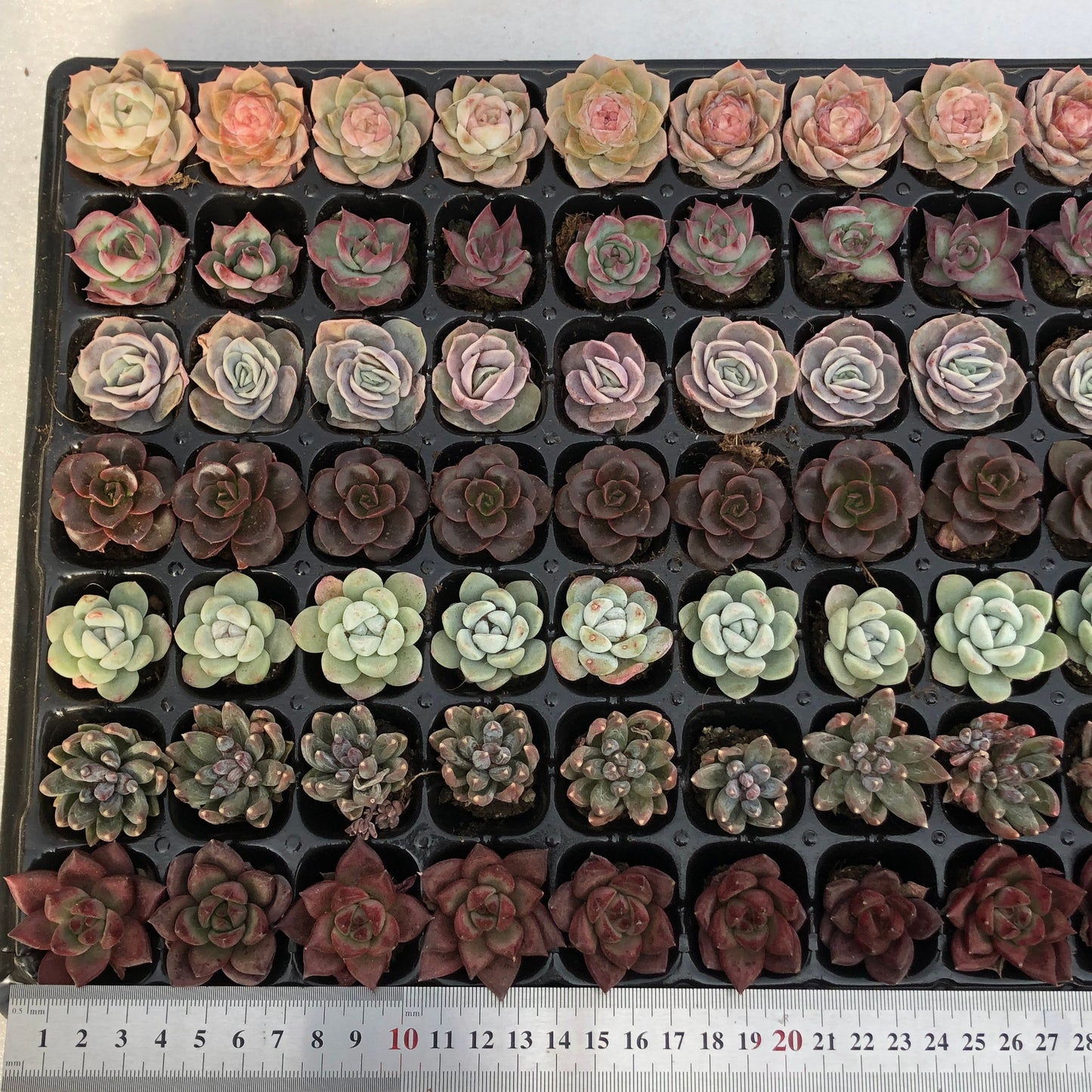 toppp-019 プラグトレー ミックス（3cm pot）