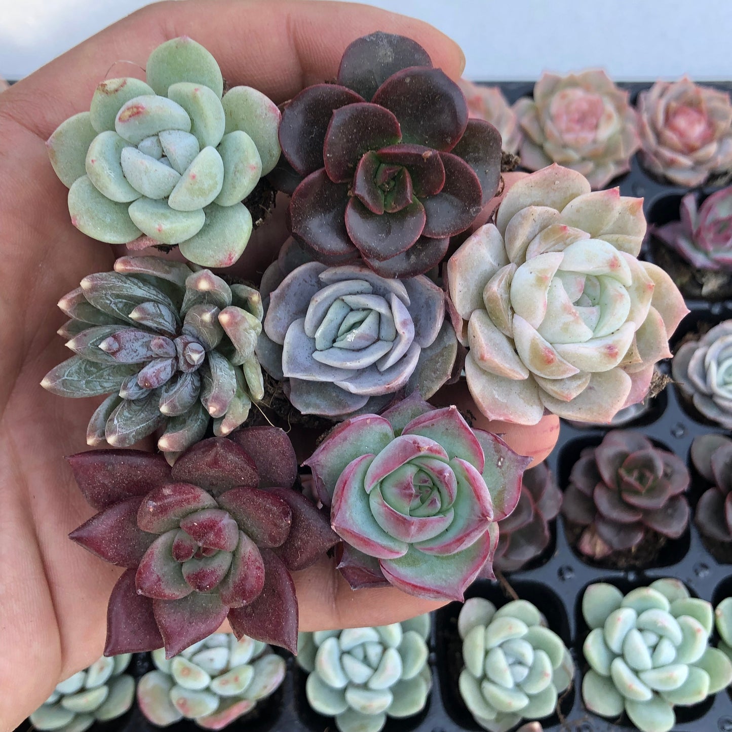 toppp-019 プラグトレー ミックス（3cm pot）