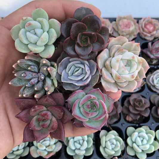 toppp-019 プラグトレー ミックス（3cm pot）