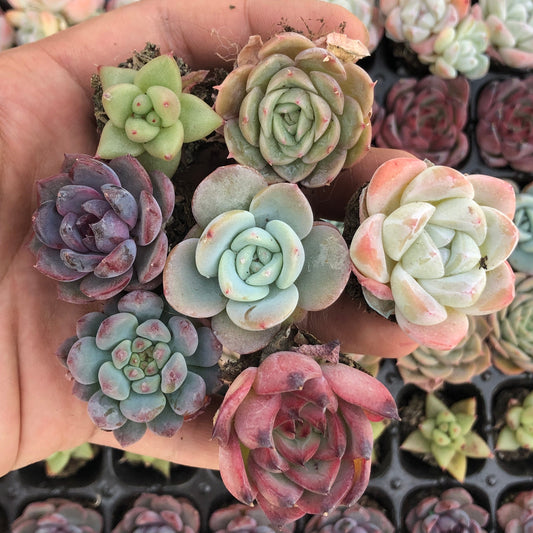 toppp-020 プラグトレー ミックス（3cm pot）