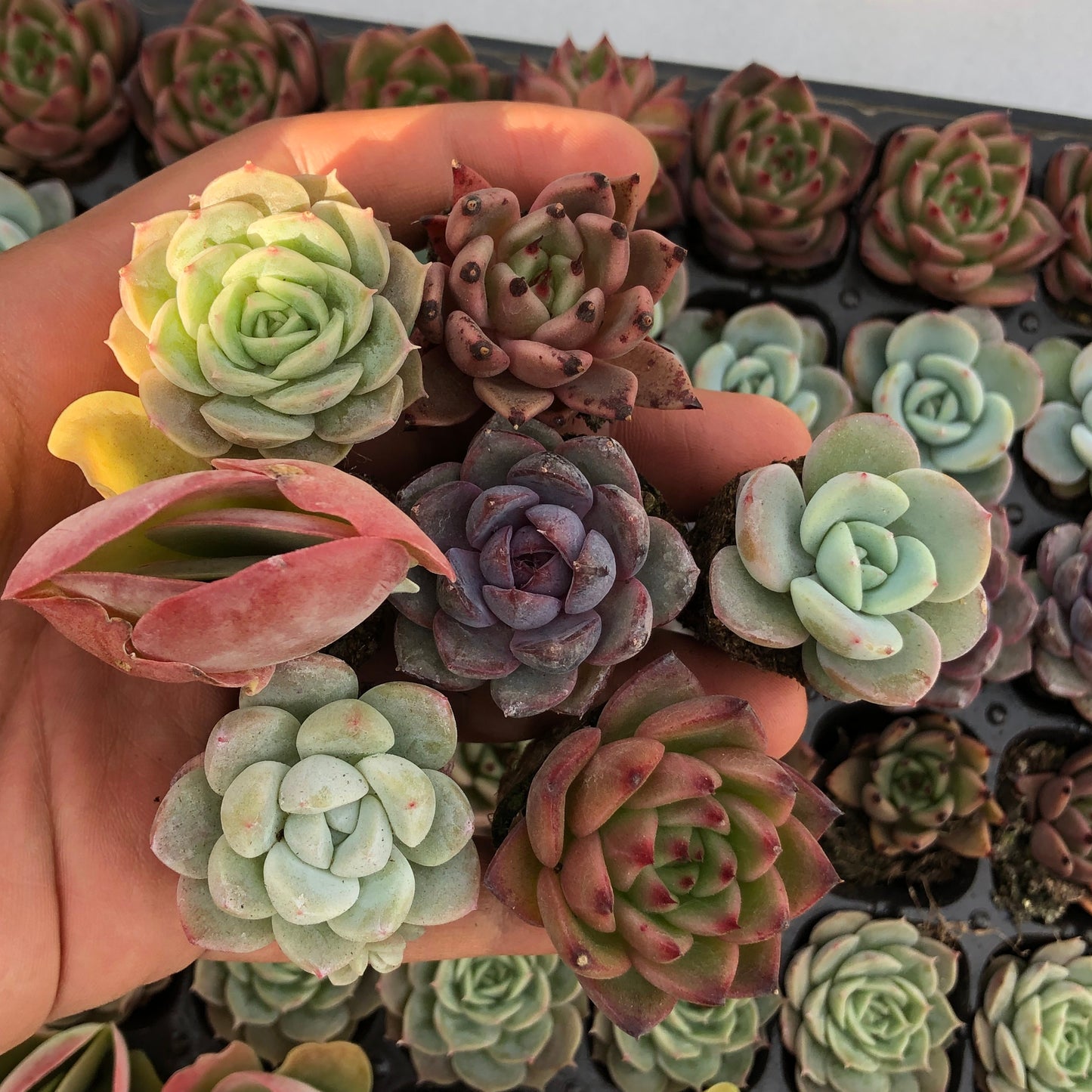 toppp-021 プラグトレー ミックス（3cm pot）