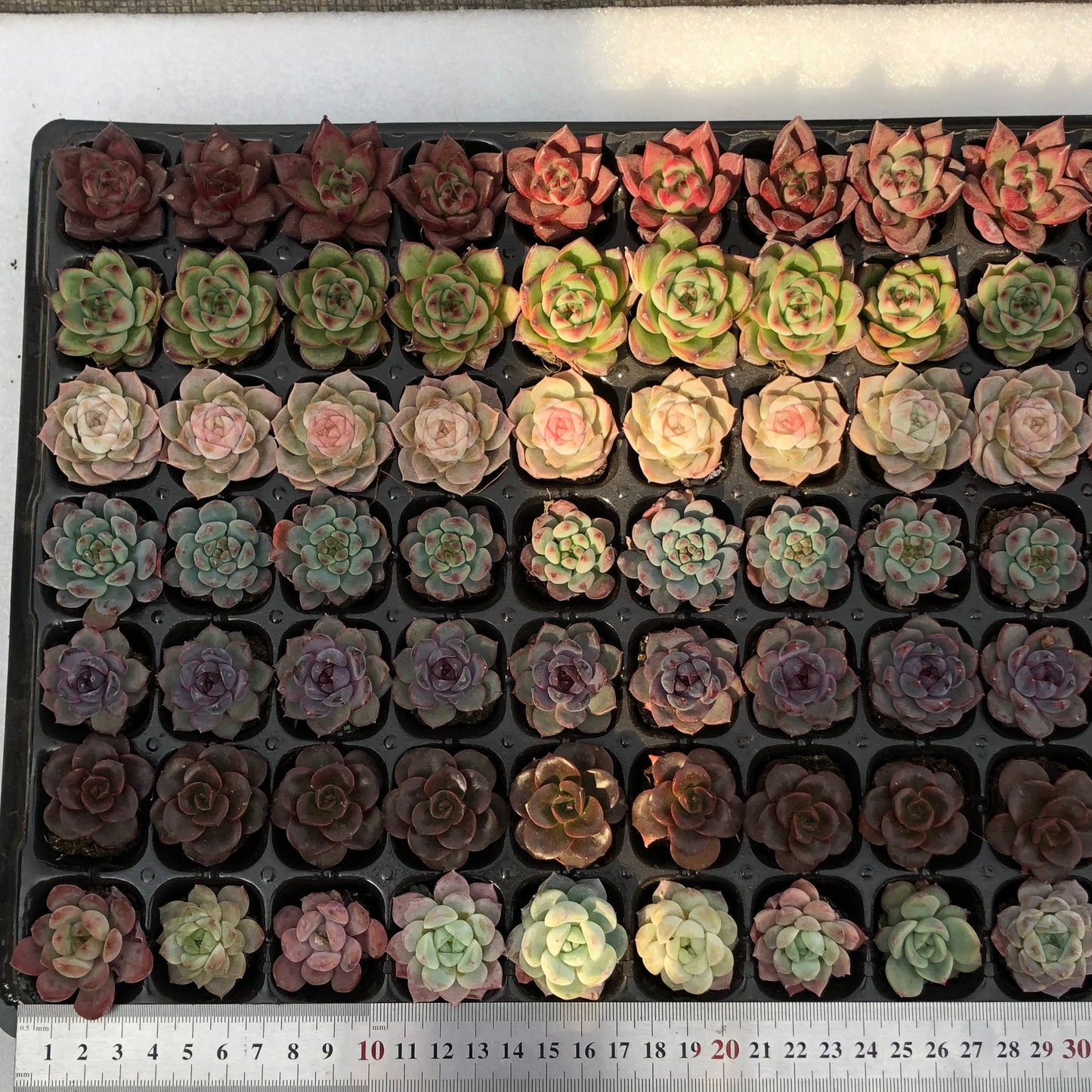 toppp-022 プラグトレー ミックス（3cm pot）