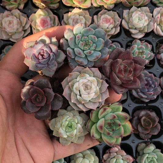 toppp-022 プラグトレー ミックス（3cm pot）