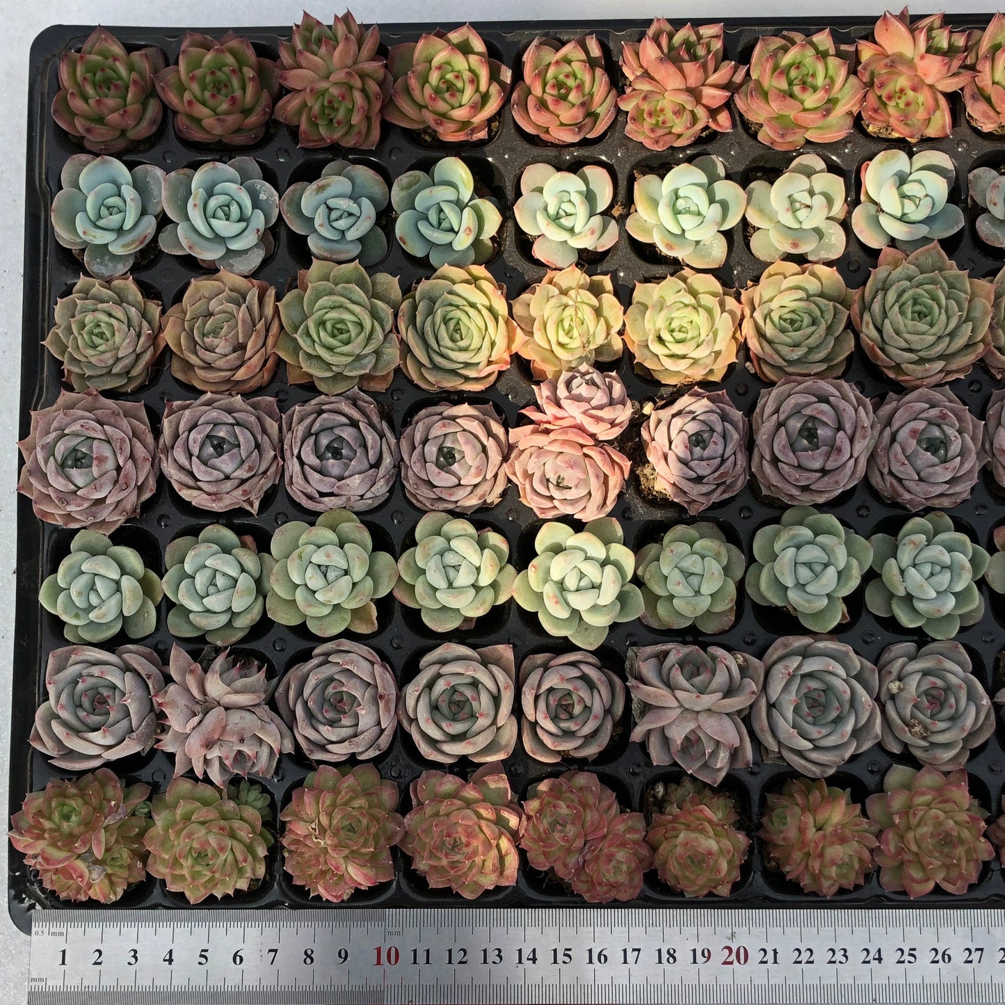 toppp-023 プラグトレー ミックス（3cm pot）