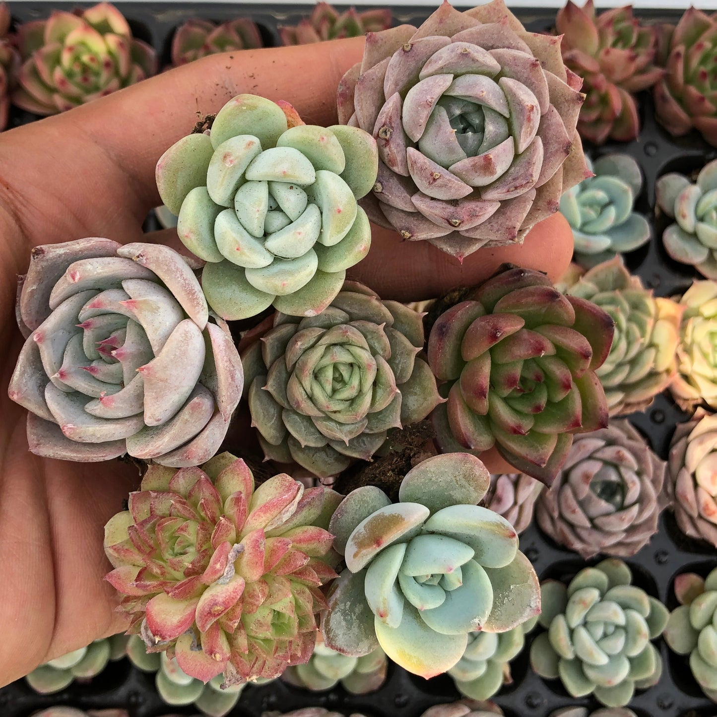 toppp-023 プラグトレー ミックス（3cm pot）