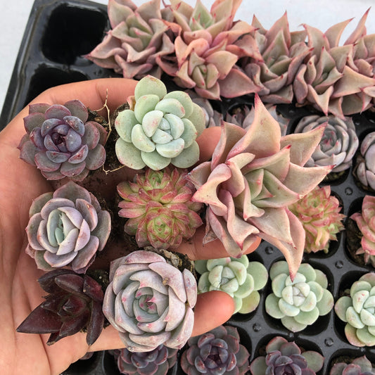 toppp-024 プラグトレー ミックス（3cm pot）