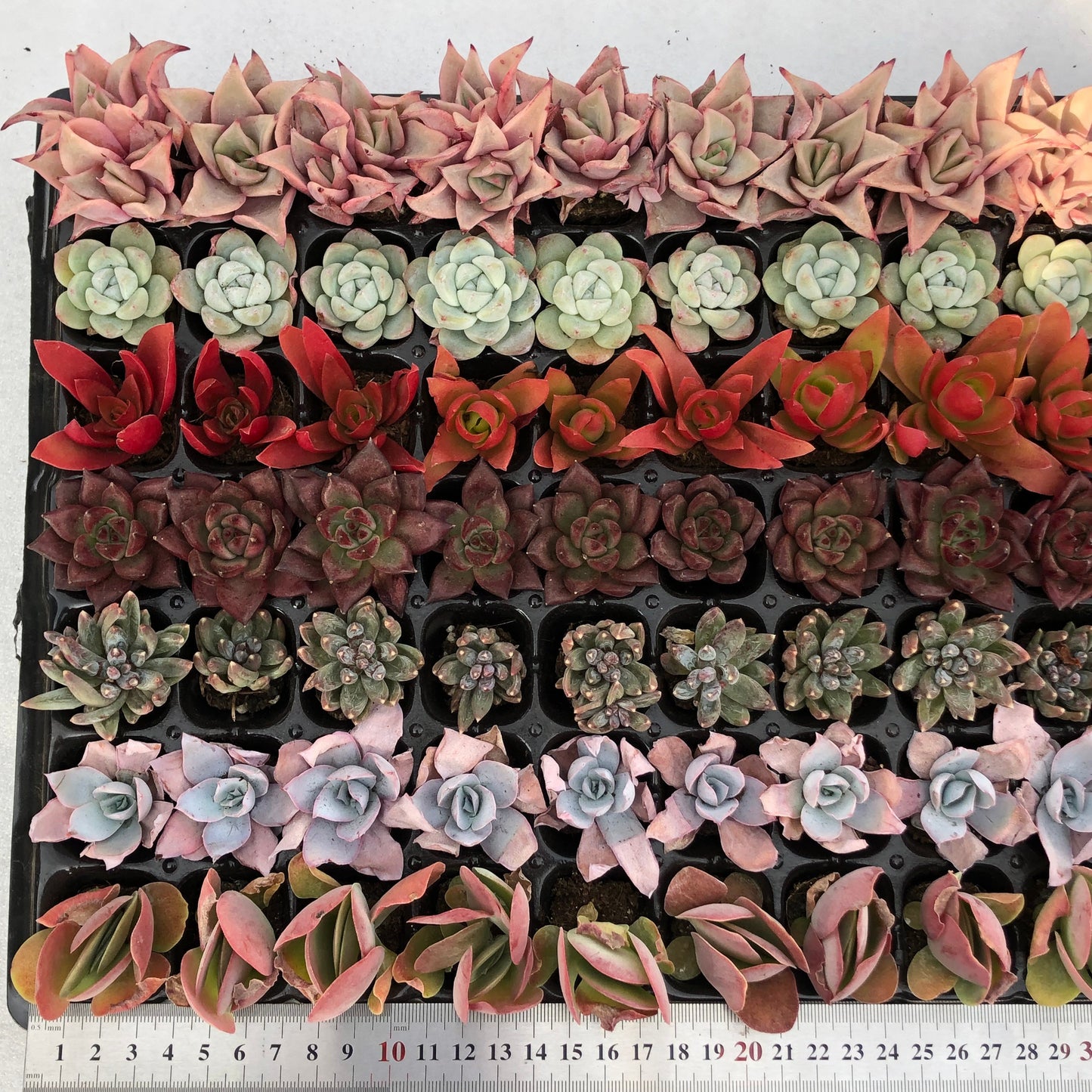 toppp-025 プラグトレー ミックス（3cm pot）