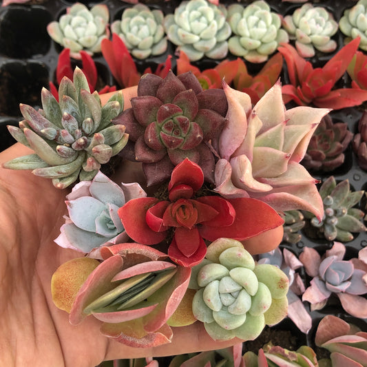 toppp-025 プラグトレー ミックス（3cm pot）