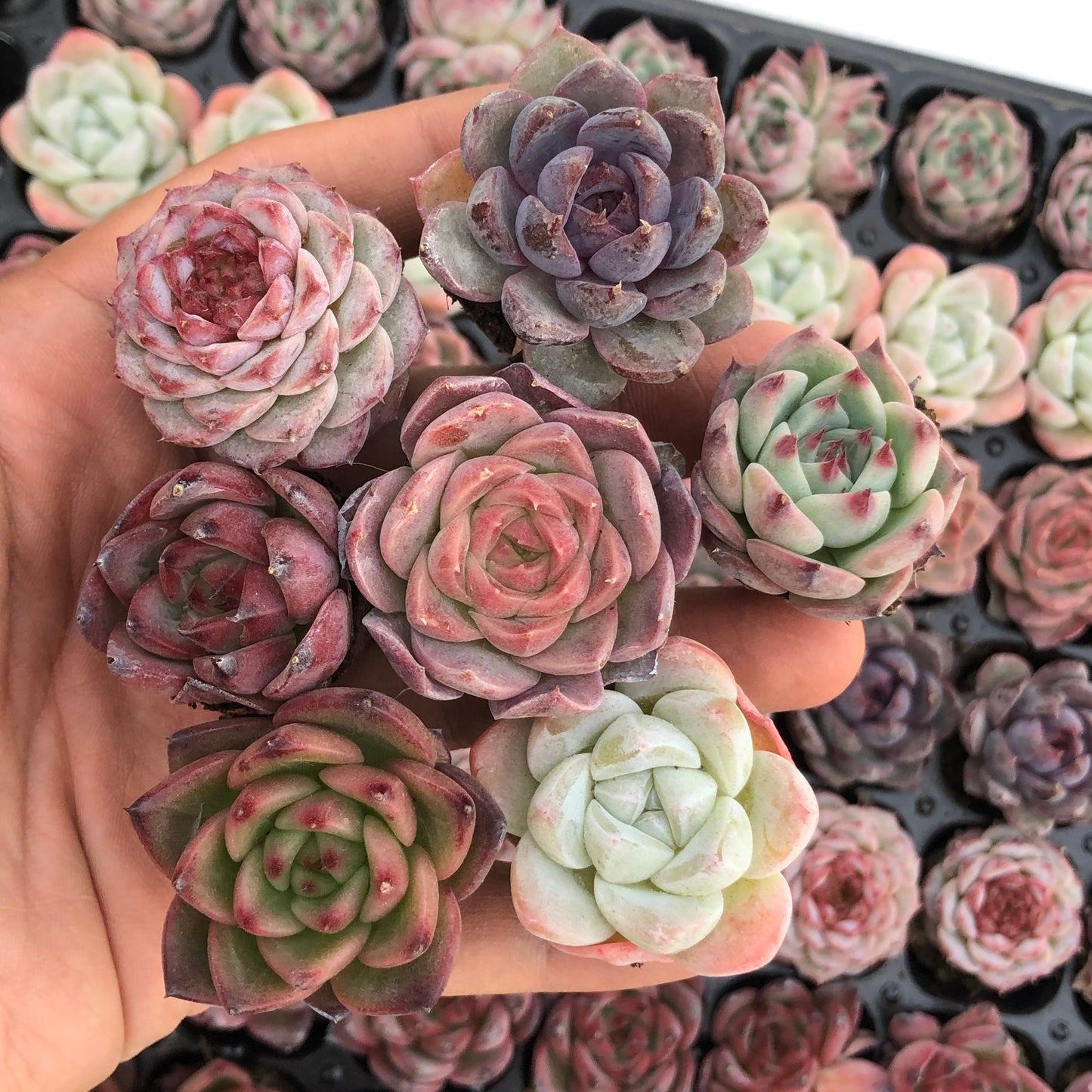 toppp-026 プラグトレー ミックス（3cm pot）