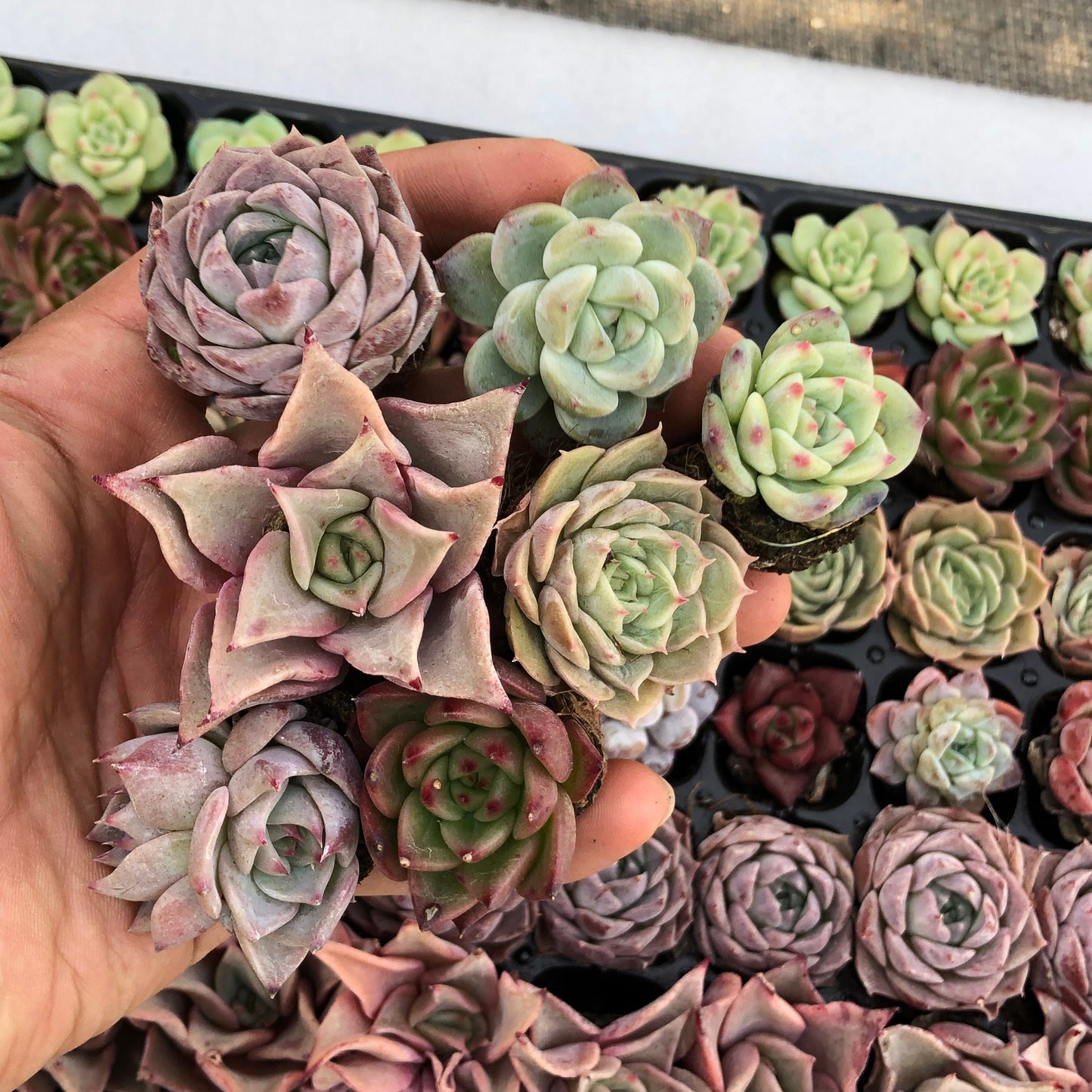 toppp-027 プラグトレー ミックス（3cm pot）