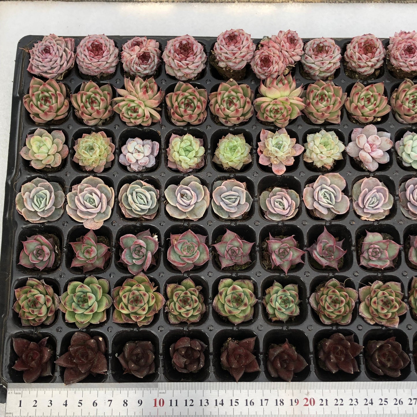 toppp-028 プラグトレー ミックス（3cm pot）