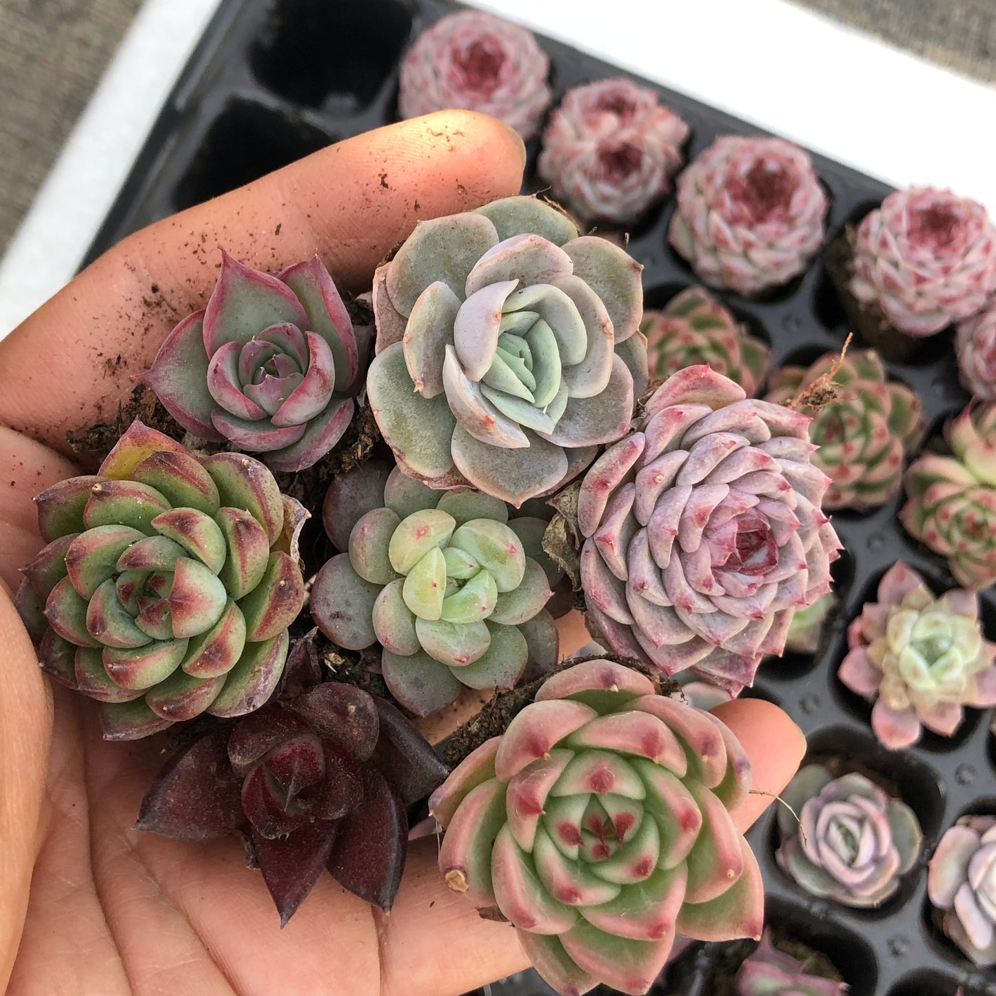 toppp-028 プラグトレー ミックス（3cm pot）