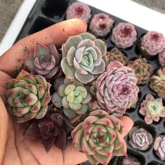 toppp-028 プラグトレー ミックス（3cm pot）