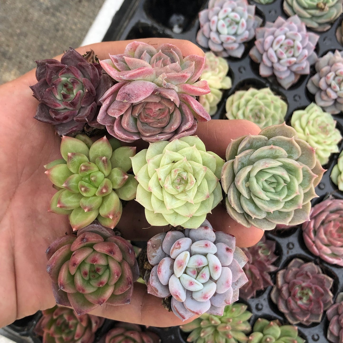 toppp-029 プラグトレー ミックス（3cm pot）