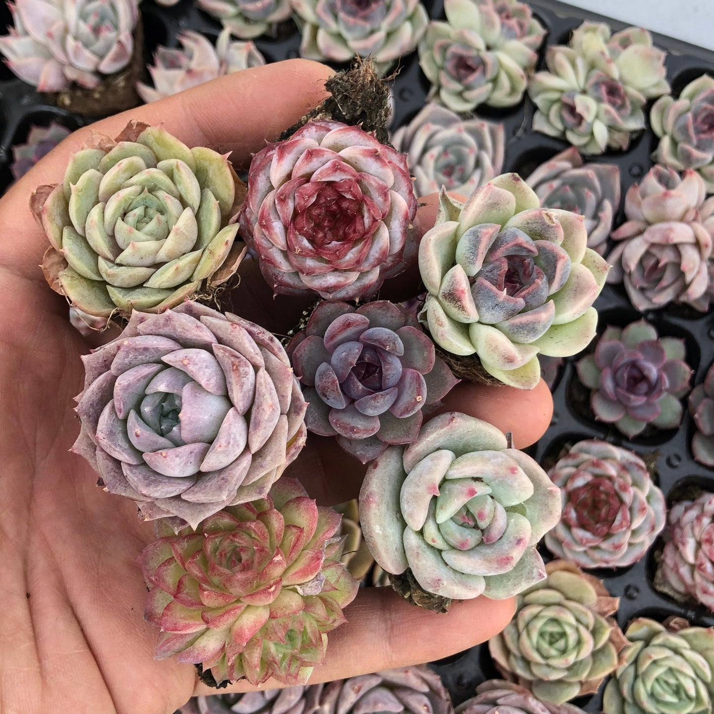 toppp-030 プラグトレー ミックス（3cm pot）