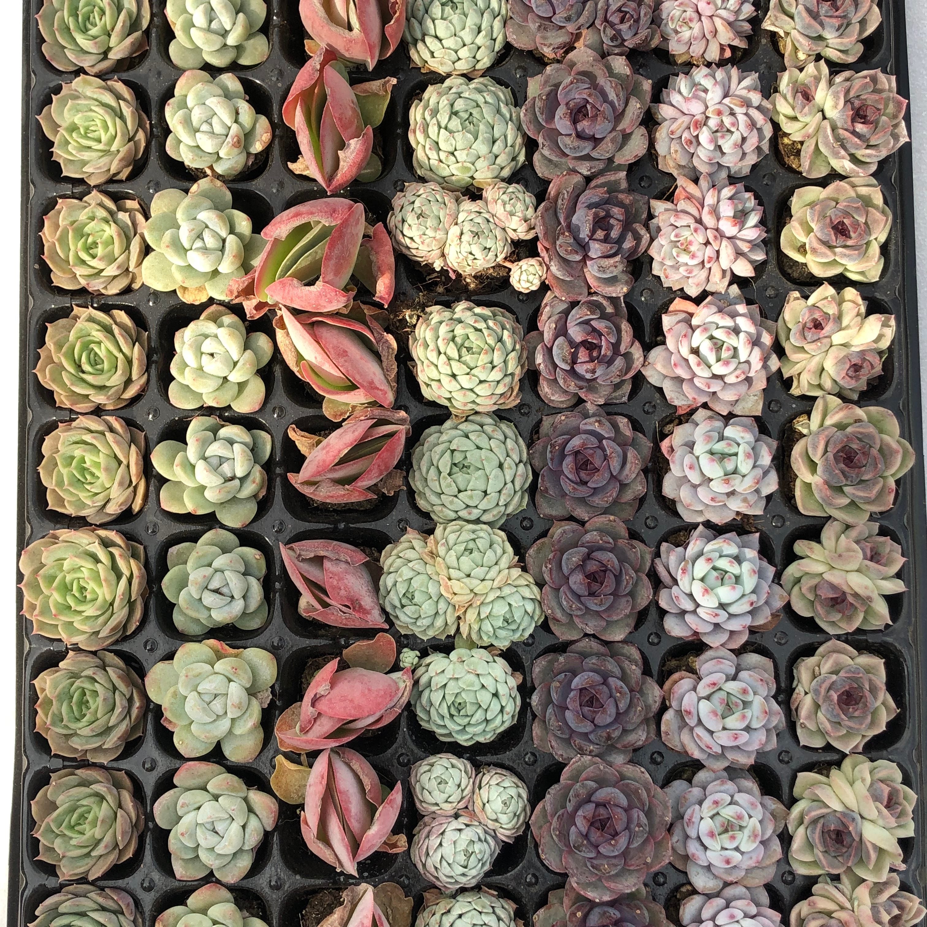 プラグトレー ミックス苗 – Top Succulent®