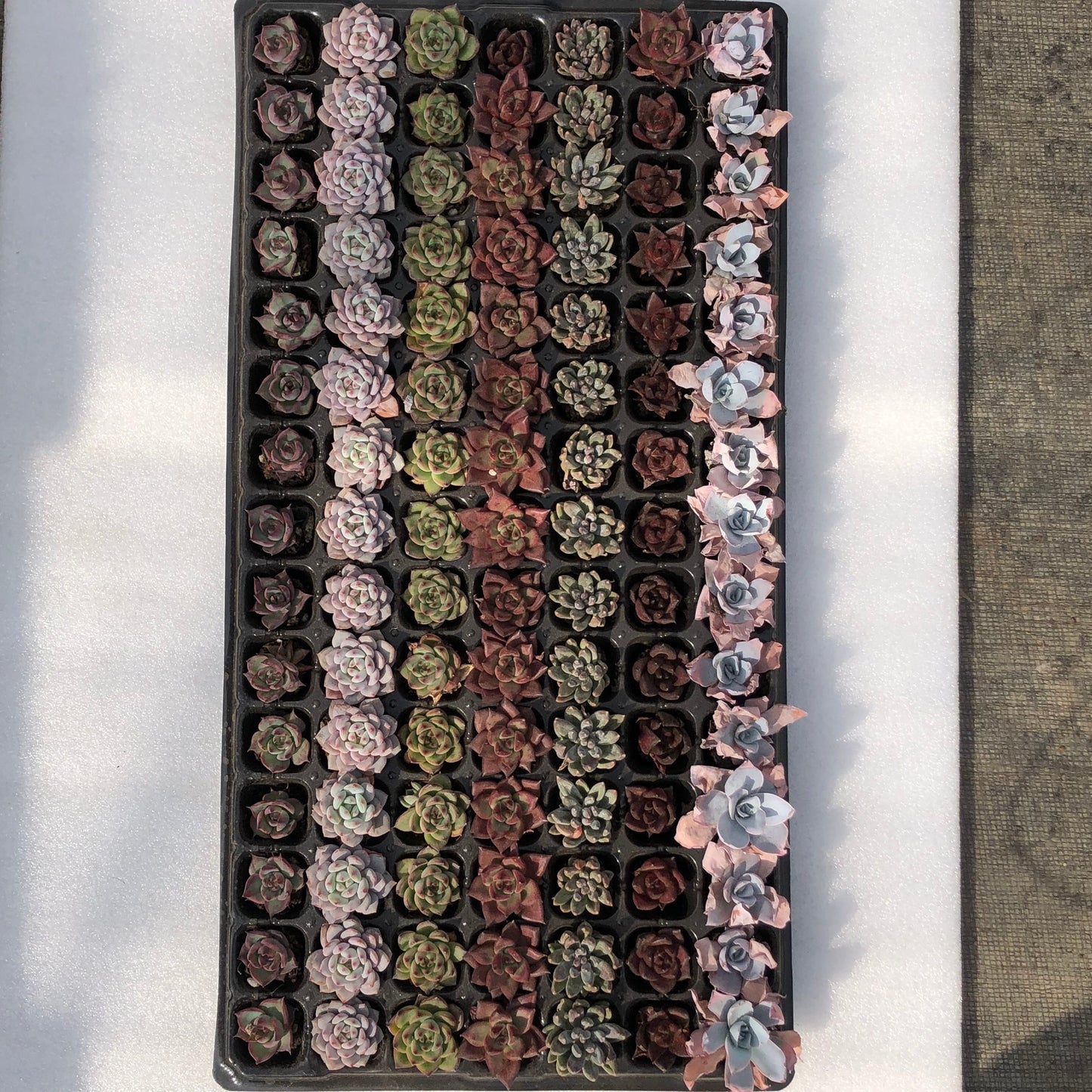 toppp-017 プラグトレー ミックス（3cm pot）