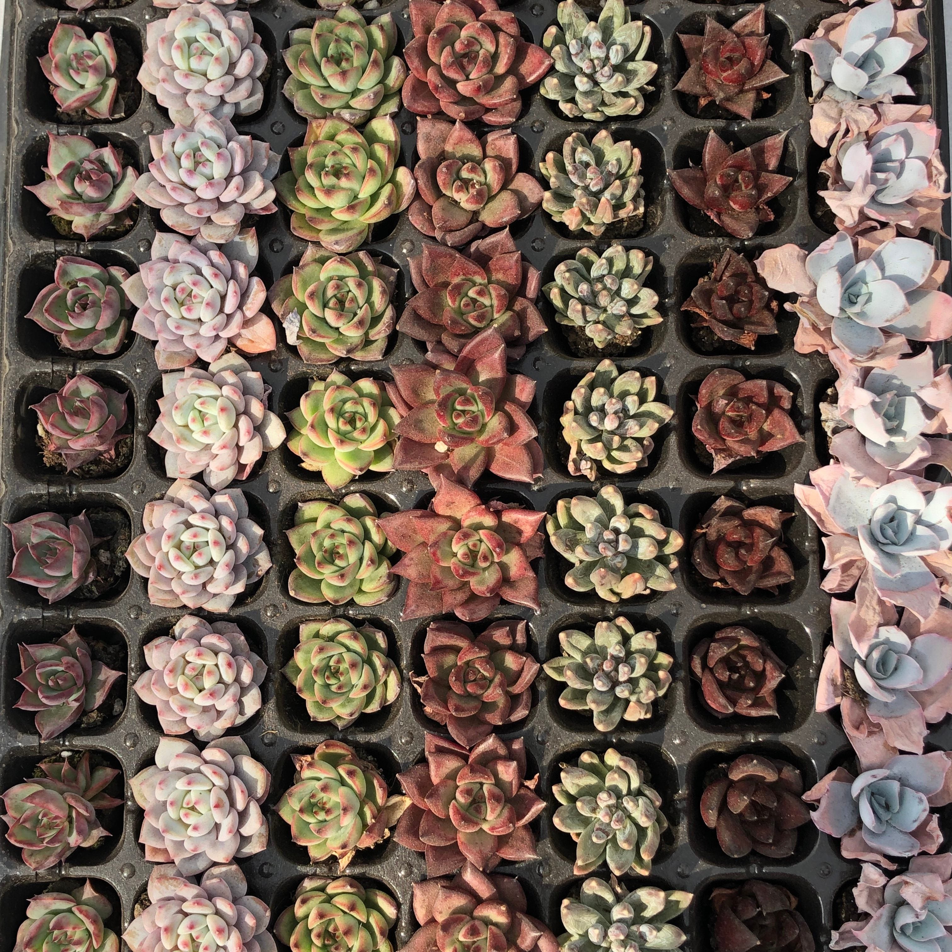 プラグトレー ミックス苗 – Top Succulent®