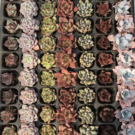 toppp-017 プラグトレー ミックス（3cm pot）