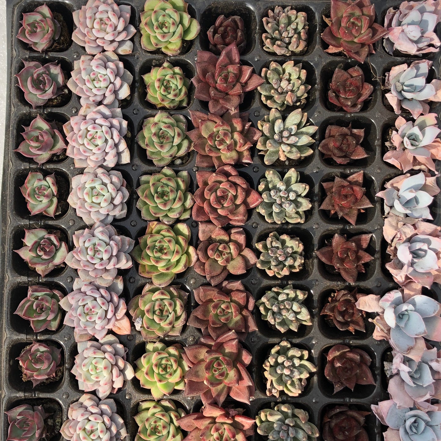 toppp-017 プラグトレー ミックス（3cm pot）