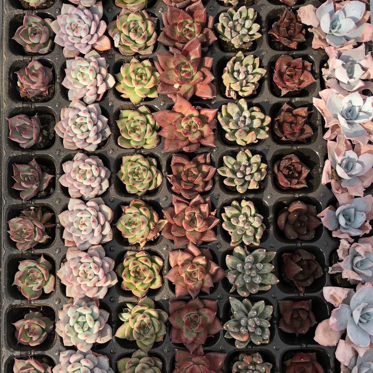 toppp-017 プラグトレー ミックス（3cm pot）