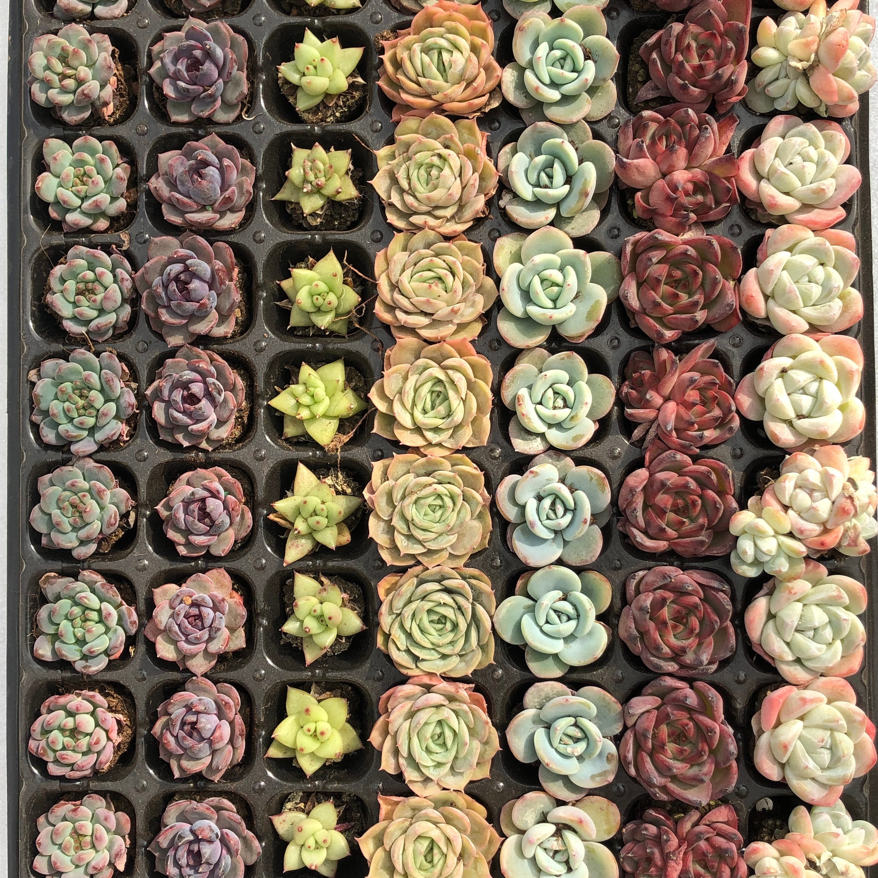 プラグトレー ミックス苗 – Top Succulent®