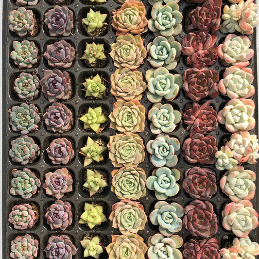 toppp-020 プラグトレー ミックス（3cm pot）