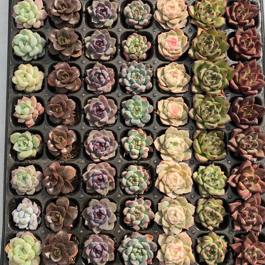 toppp-022 プラグトレー ミックス（3cm pot）