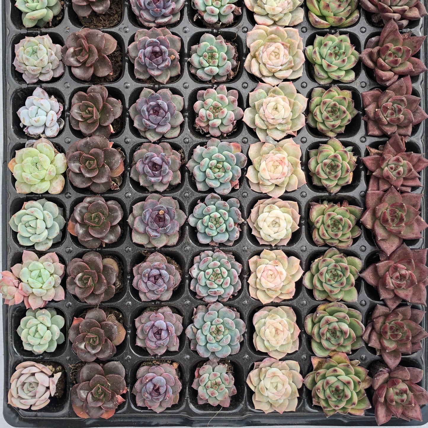 toppp-022 プラグトレー ミックス（3cm pot）