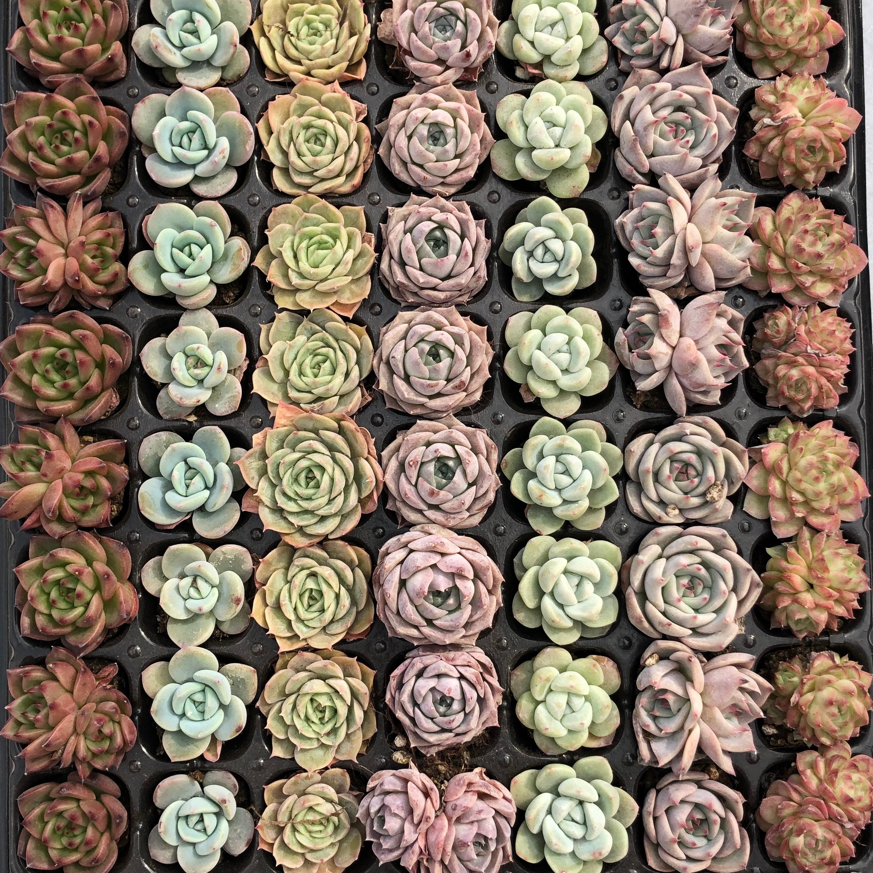 プラグトレー ミックス苗 – Top Succulent®