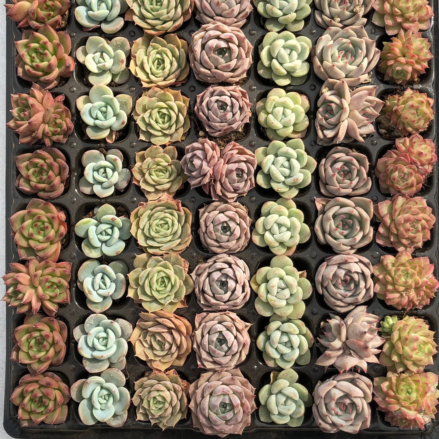 toppp-023 プラグトレー ミックス（3cm pot）