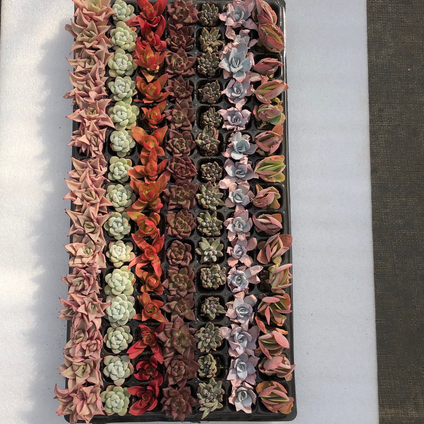 toppp-025 プラグトレー ミックス（3cm pot）