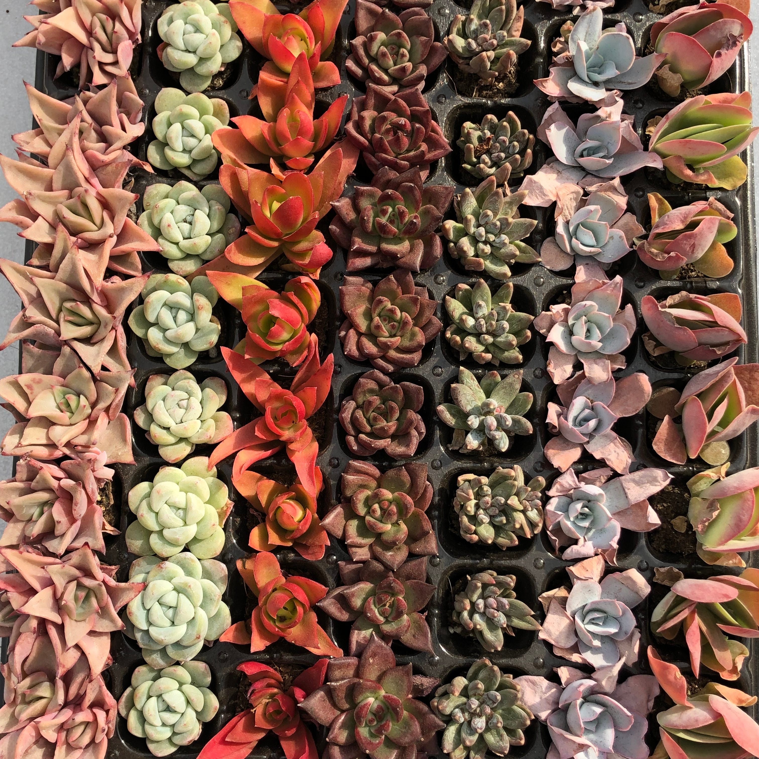 プラグトレー ミックス苗 – Top Succulent®