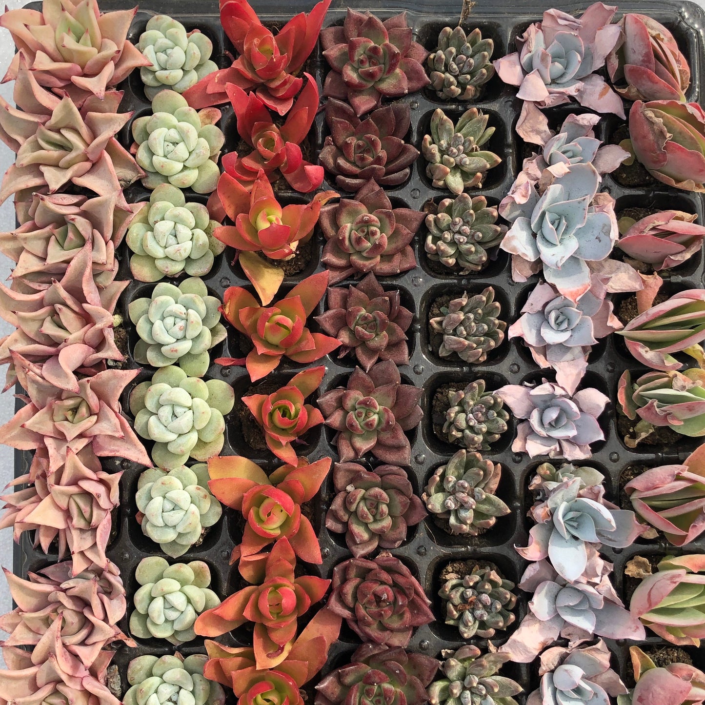 toppp-025 プラグトレー ミックス（3cm pot）