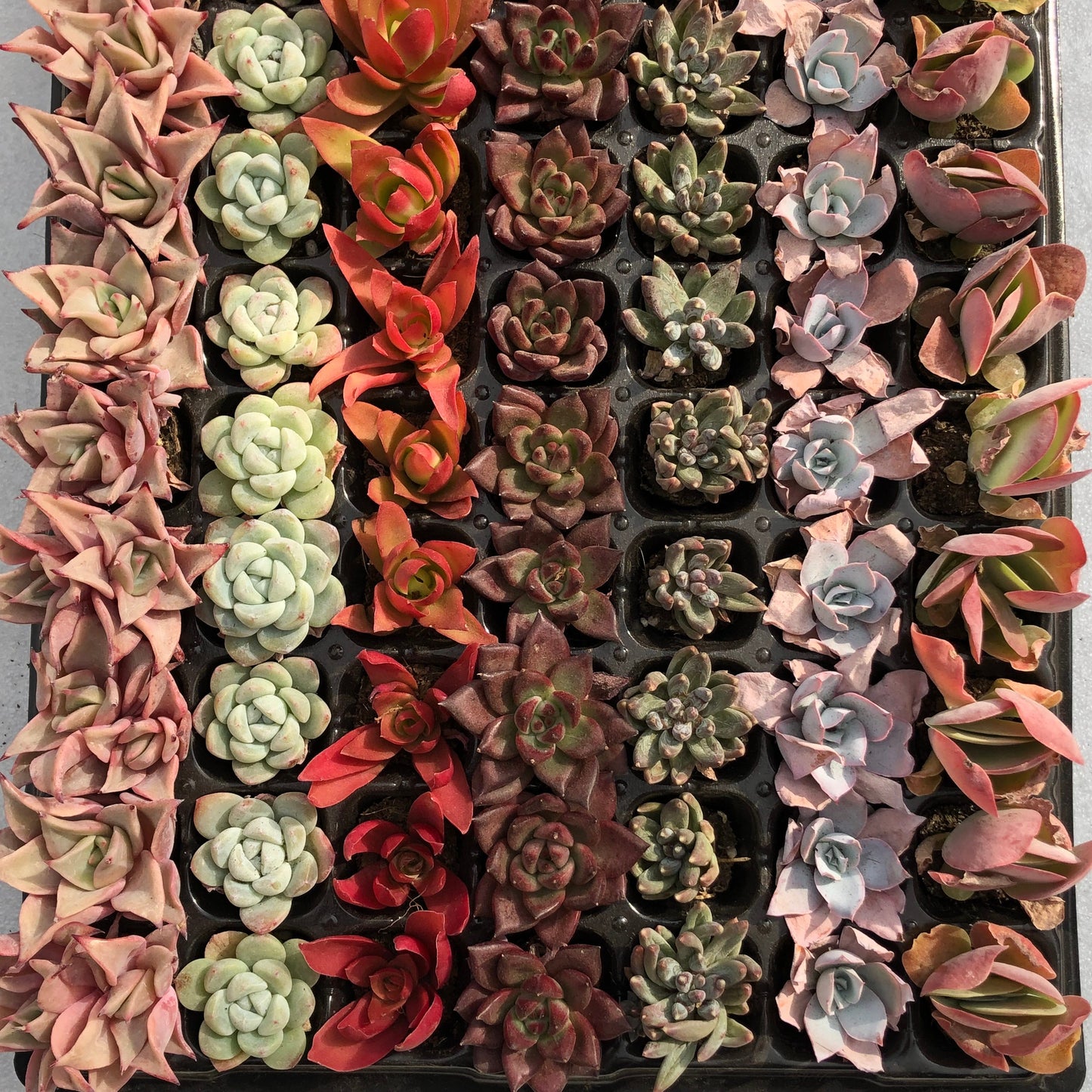 toppp-025 プラグトレー ミックス（3cm pot）