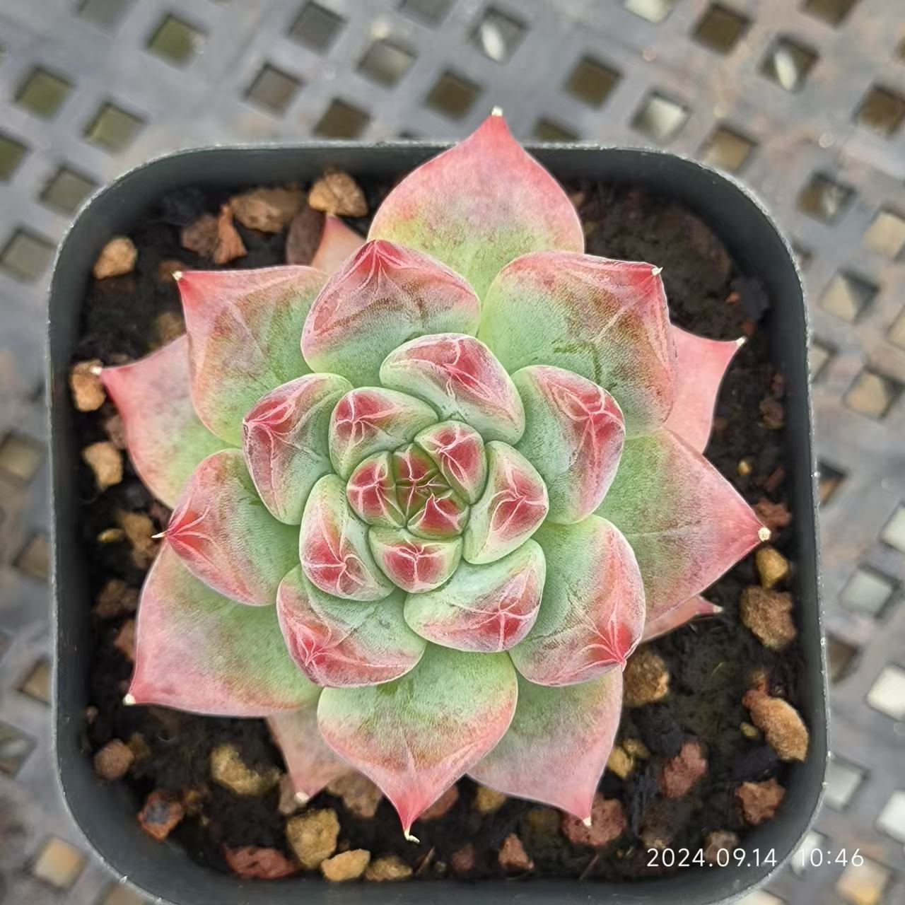 エケベリア 普通苗 20240926 – Top Succulent®