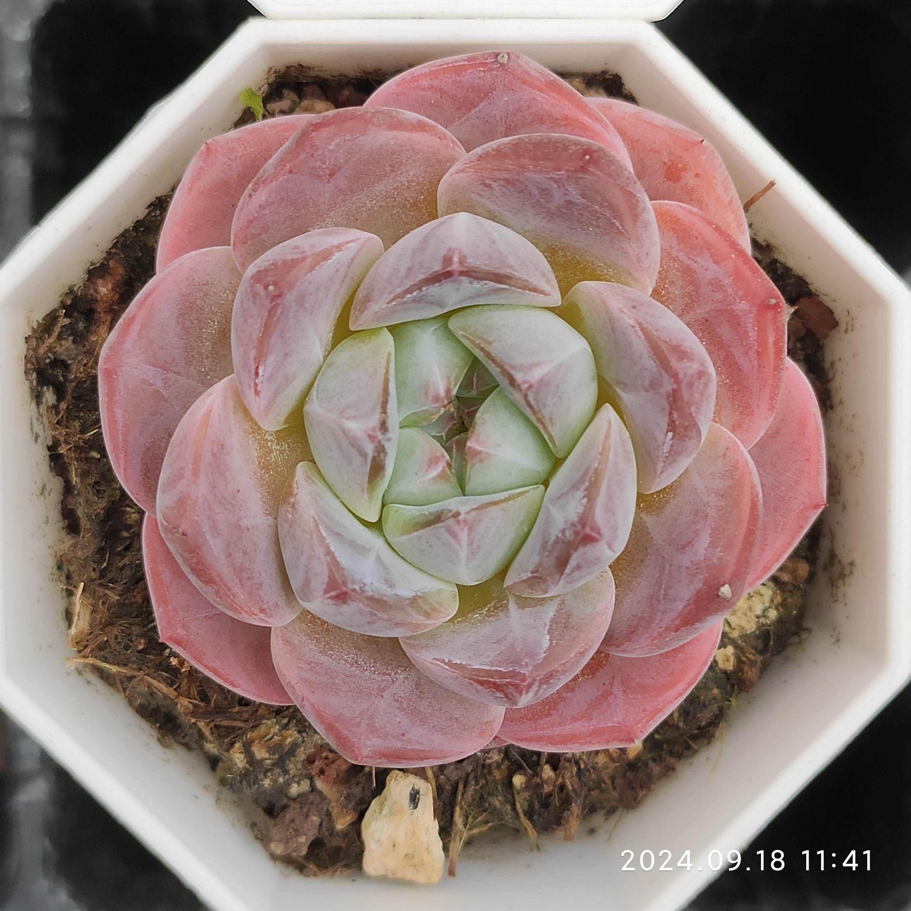 エケベリア 普通苗 20240926 – Top Succulent®