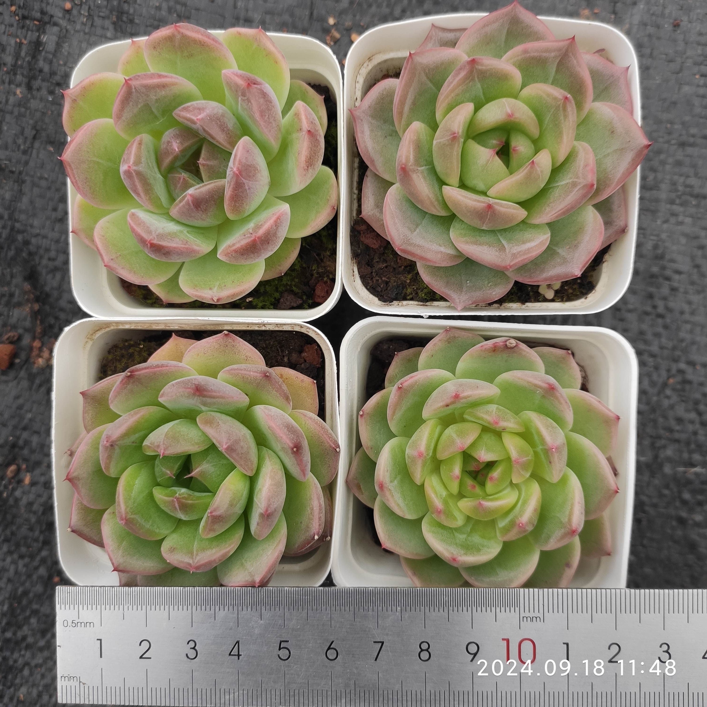 エケベリア 普通苗 20240926 – Top Succulent®