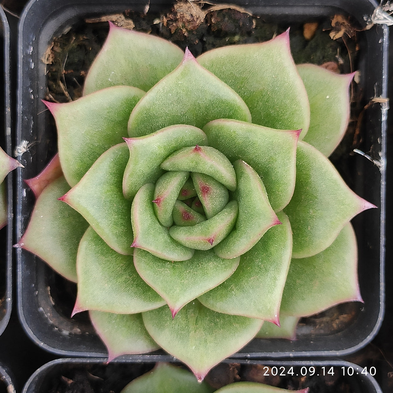 エケベリア 普通苗 20240926 – Top Succulent®