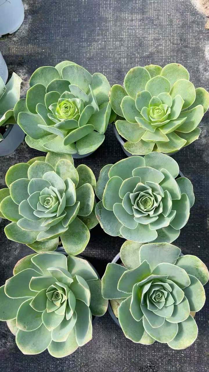 26525 アエオニウム　グリノービア