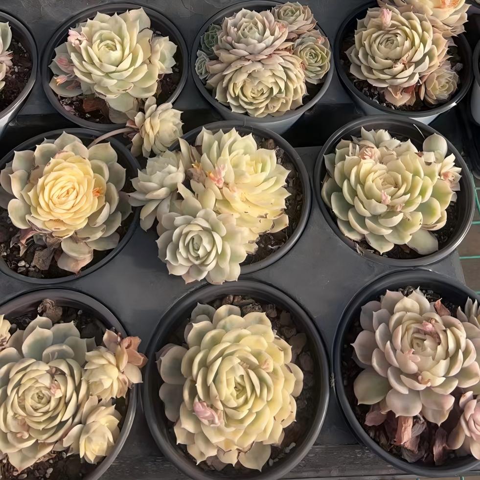 24607 オンスロー錦